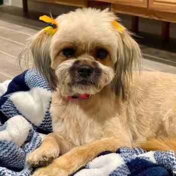 Shih Tzu Dogs Available for Adoption in Warren, Rhode Island - Juju | PetCurious