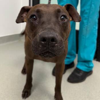 Doja -  Shar Pei and Mixed Breed Dog for Adoption in Abilene, Texas - Doja | PetCurious
