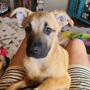 Nia -  Mixed Breed Dog for Adoption in Alma, Wisconsin - Nia | PetCurious