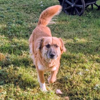 Saffron -  Shepherd and Mixed Breed Dog for Adoption in San Antonio, Texas - Saffron | PetCurious