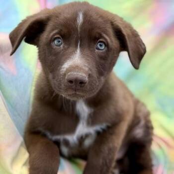 Hugo -  German Shepherd Dog Dog for Adoption in Red Bluff, California - Hugo | PetCurious