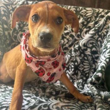 Phoebe -  Beagle and Labrador Retriever Dog for Adoption in Morton Grove, Illinois - Phoebe | PetCurious