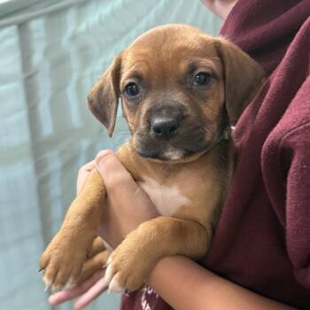 Hound Dogs Available for Adoption - Leafy Seadragon | PetCurious