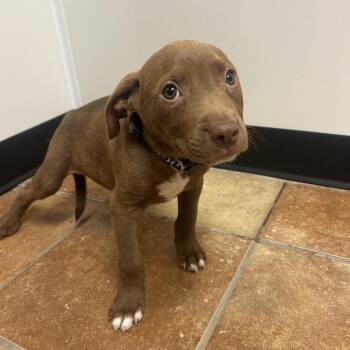 FWT Yellow Stone -  Labrador Retriever and Shepherd Dog for Adoption in Midland, Texas - FWT Yellow Stone | PetCurious