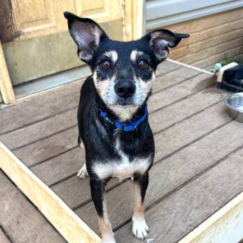Abel -  Mixed Breed Dog for Adoption in Fredericksburg, Virginia - Abel | PetCurious