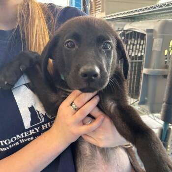 Benny -  Retriever and Mixed Breed Dog for Adoption in Montgomery, Alabama - Benny | PetCurious