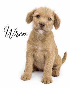 Wren -  Mixed Breed Dog for Adoption in Sylvania, Georgia - Wren | PetCurious