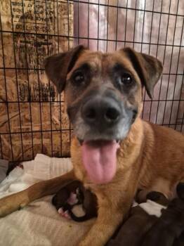 PennieFlowers -  Mixed Breed Dog for Adoption in Simcoe, Ontario - PennieFlowers | PetCurious