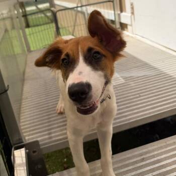 Jovana 9308 -  Mixed Breed Dog for Adoption in Loxahatchee Groves, Florida - Jovana 9308 | PetCurious