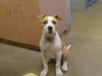 Pit Bull Terrier and Mixed Breed Dogs Available for Adoption in Sacramento, California - MARCUS | PetCurious