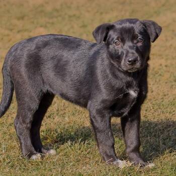 Labrador Retriever and Australian Cattle Dog Blue Heeler Dogs Available for Adoption - Bangle | PetCurious
