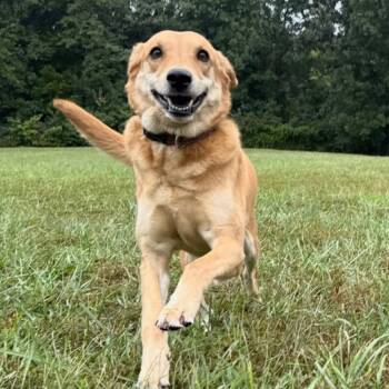 Rescue Labrador Retriever and Shepherd Dogs for Adoption in Kansas City, Missouri - Penny | PetCurious