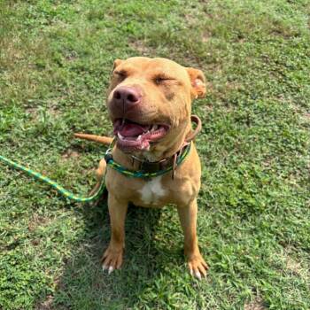 Anastasia -  Pit Bull Terrier Dog for Adoption in Roxboro, North Carolina - Anastasia | PetCurious