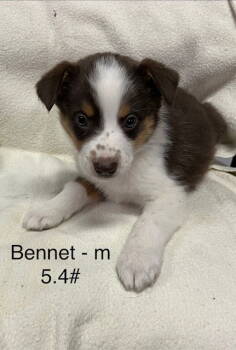 Rescue Australian Shepherd Dogs for Adoption in Hillside, Illinois - Bennet | PetCurious