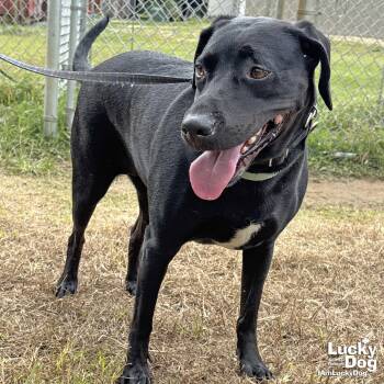 Coraline -  Labrador Retriever Dog for Adoption in Washington, District Of Columbia - Coraline | PetCurious