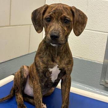 Blair -  Black Mouth Cur and Catahoula Leopard Dog Dog for Adoption in Beaumont, Texas - Blair | PetCurious