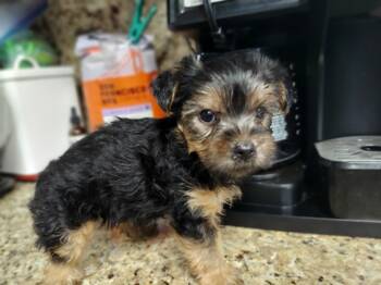 Dockee -  Yorkshire Terrier Dog for Adoption in Merced, California - Dockee | PetCurious