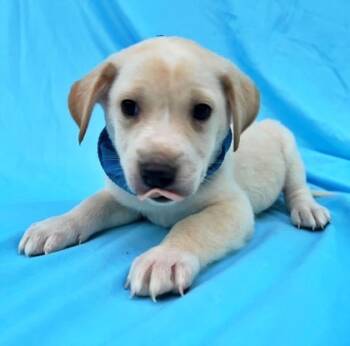 Rescue Australian Shepherd and Golden Retriever Dogs for Adoption in Morton Grove, Illinois - Harley | PetCurious