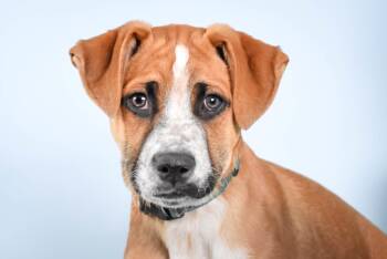 Black Mouth Cur and Mixed Breed Dogs Available for Adoption in Loveland, Colorado - SCALLOP | PetCurious