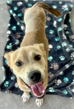 Rescue Carolina Dog and Labrador Retriever Dogs for Adoption in Fort Myers, Florida - Tinto-Sweet Tripod Puppy! | PetCurious
