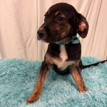 Mixed Breed Dogs Available for Adoption in Canal Winchester, Ohio - Pollen | PetCurious