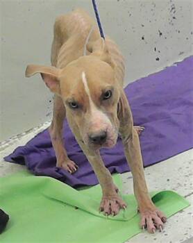 American Staffordshire Terrier and Mixed Breed Dogs Available for Adoption in Houston, Texas - A2078007 | PetCurious