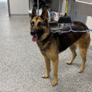 Pear -  Shepherd and Husky Dog for Adoption in Greenville, South Carolina - Pear | PetCurious