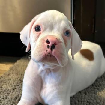 Lloyd -  Boxer Dog for Adoption in Los Angeles, California - Lloyd | PetCurious