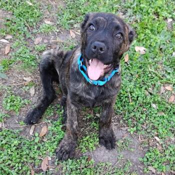 Terrier and Mixed Breed Dogs Available for Adoption - Ryder | PetCurious