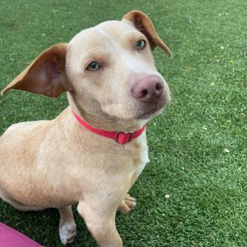 Corgi Dogs Available for Adoption in New Bedford, Massachusetts - Jim | PetCurious