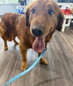 Marley -  Golden Retriever Dog for Adoption in Cheektowaga, New York - Marley | PetCurious