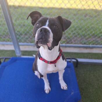 Rescue Mixed Breed Dogs for Adoption in Cape Girardeau, Missouri - Tobias | PetCurious