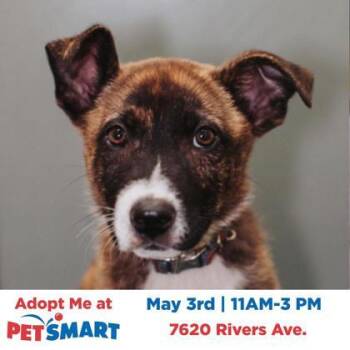 American Staffordshire Terrier and Mixed Breed Dogs Available for Adoption in North Charleston, South Carolina - 06462B Boris | PetCurious