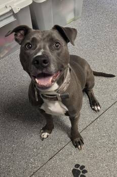 Pit Bull Terrier Dogs Available for Adoption in Watertown, New York - Polly | PetCurious