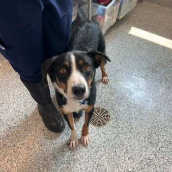 Spur -  Border Collie Dog for Adoption in Prineville, Oregon - Spur | PetCurious