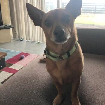 Nicky -  Chihuahua Dog for Adoption in San Diego, California - Nicky | PetCurious