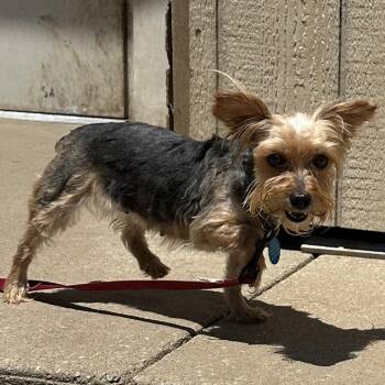 Demi -  Yorkshire Terrier Dog for Adoption in Lenexa, Kansas - Demi | PetCurious