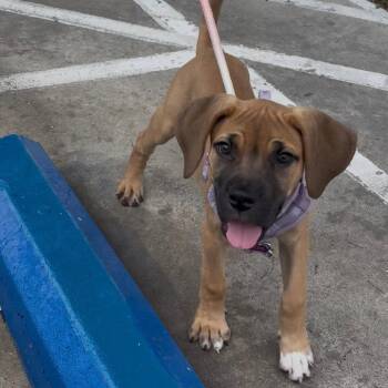 Rumi -  Mixed Breed Dog for Adoption in Galveston, Texas - Rumi | PetCurious