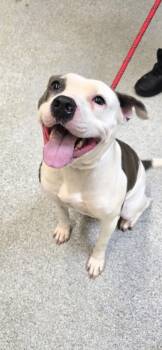 Rescue Mixed Breed Dogs for Adoption in Reidsville, North Carolina - Becca | PetCurious