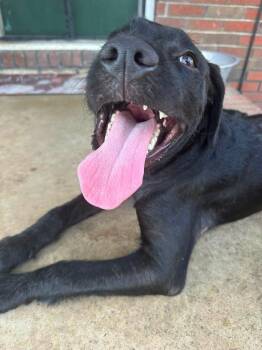 Charlie Jake -  Mixed Breed Dog for Adoption in Taycheedah, Wisconsin - Charlie Jake | PetCurious