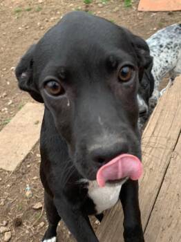 Mixed Breed Dogs Available for Adoption - Lois Lane | PetCurious