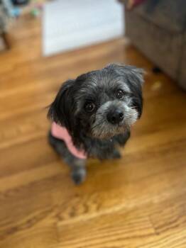 Terrier and Shih Tzu Dogs Available for Adoption - Sadie | PetCurious