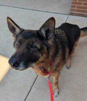 Mixed Breed Dogs Available for Adoption in Fairfax, Virginia - Atlas | PetCurious