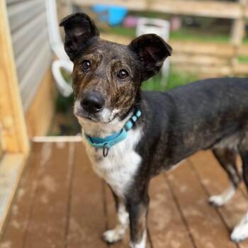 Fairborn -  Mixed Breed Dog for Adoption in Fredericksburg, Virginia - Fairborn | PetCurious