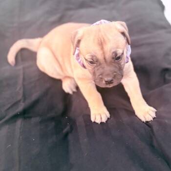 Puppy girl 1_2 -  English Bulldog and Australian Shepherd Dog for Adoption in West Richland, Washington - Puppy Girl 1_2 | PetCurious