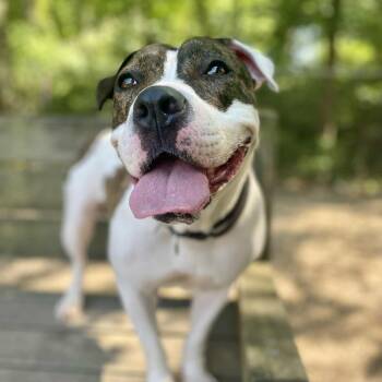 Rescue Pit Bull Terrier Dogs for Adoption in Newark, New Jersey - Shay | PetCurious
