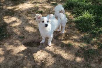 Chihuahua Dogs Available for Adoption in Mcminnville, Tennessee - Paloma | PetCurious