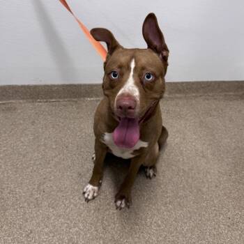 Estrella -  Pit Bull Terrier and Mixed Breed Dog for Adoption in League City, Texas - Estrella | PetCurious