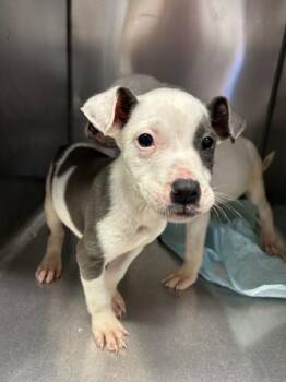 Pit Bull Terrier Dogs Available for Adoption in Mobile, Alabama - Vesper | PetCurious