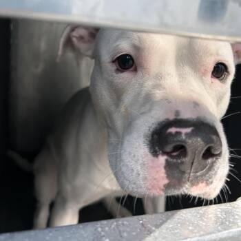 Rice Pudding -  Pit Bull Terrier Dog for Adoption in Greensboro, North Carolina - Rice Pudding | PetCurious